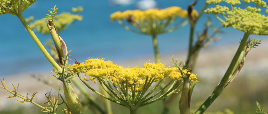 Brigitte Luy – Spirituelles, alltagstaugliches Erfolgscoaching / Aromapraxis